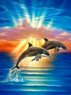 Dolphin