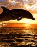 delphin