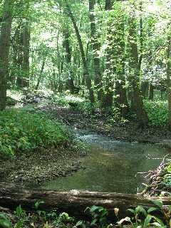 - - wallpaper preview