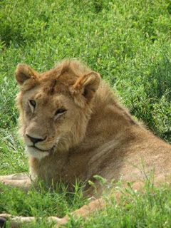 Lion