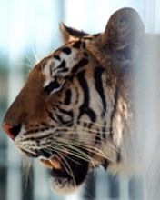 - - wallpaper preview