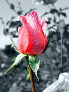 rose
