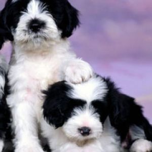 Tibetan Terriers
