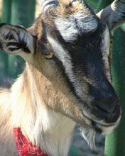 koza