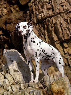 Dalmatian 