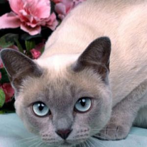 Platinum Mink Tonkinese