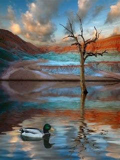 Duck
