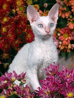 White Devon Rex