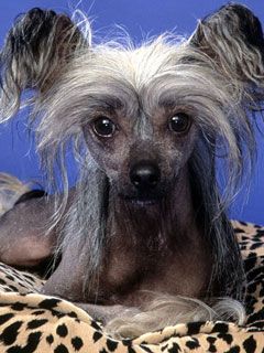 Poppy Chinese Crested
