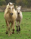 horse