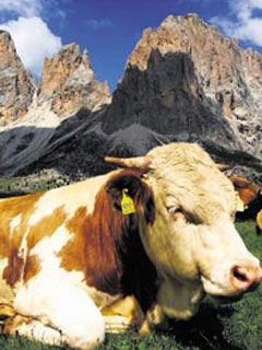 Tirol - wallpaper preview