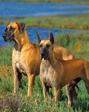 Great Danes