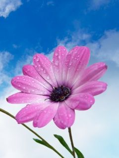 pinky