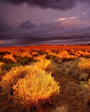 Antelope-Valley-Poppy Reserve California