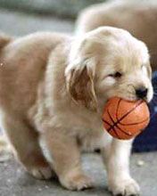 golden retriever 