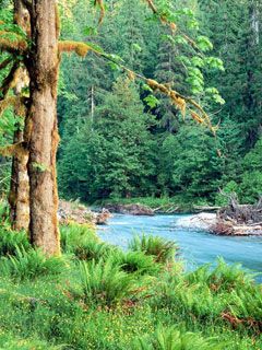 Big Leaf Maple Trees along the Quinault River Quin