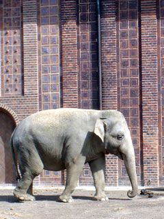 elefant
