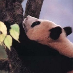 Panda na stromÄ?