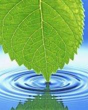 - - wallpaper preview