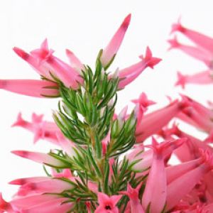 Erica Carnea Flowers