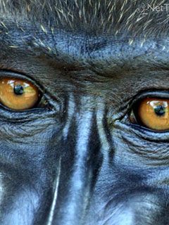 Kamerun - Limbe Zoo