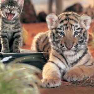 tigre