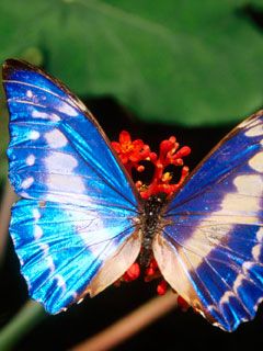 butterfly