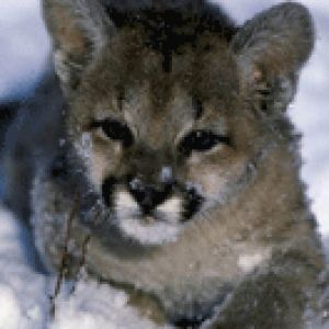 puma