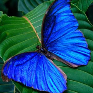 butterfly