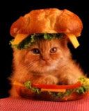 cat sandwich