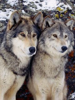 Wolfs