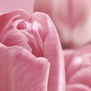 Pink Tulip