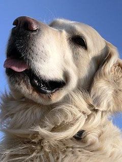 Golden retriever