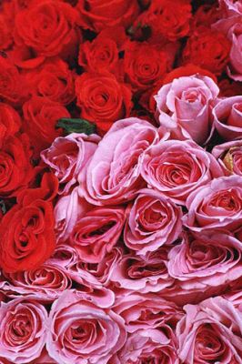 Roses