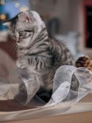 - - wallpaper preview