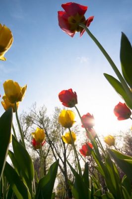 Tulip