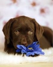 Labrador