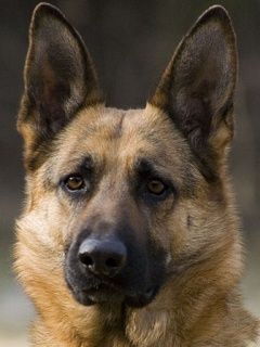 German Shepherd Dog