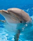 Dolphins
