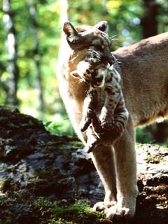 - - wallpaper preview