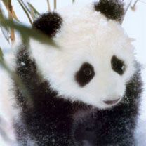 Baby Panda 