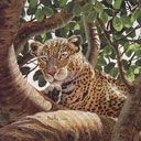 Serengeti-Leopard  - wallpaper preview