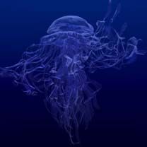 Meduse - wallpaper preview