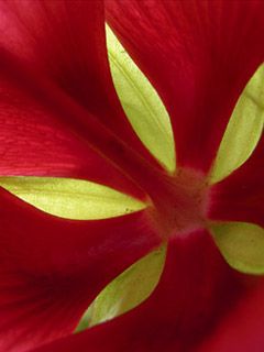Hibiscus Petals - wallpaper preview