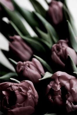 Tulip