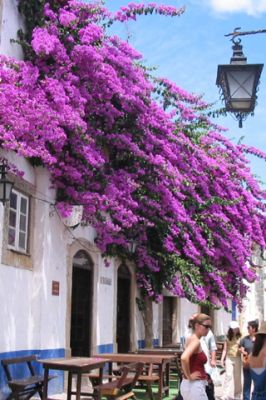 Obidos - wallpaper preview