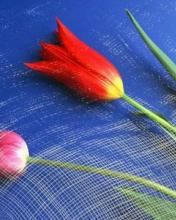 TulipĂˇn