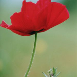 Red Poppy