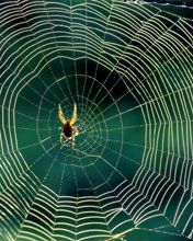 Spider