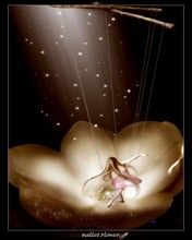 - - wallpaper preview